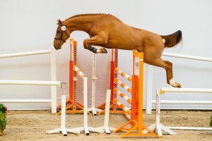 Monsieur VDLKWPN eerste bezichtiging 2019© DigiShots