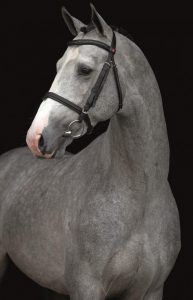 Norton-VDL-hoofd