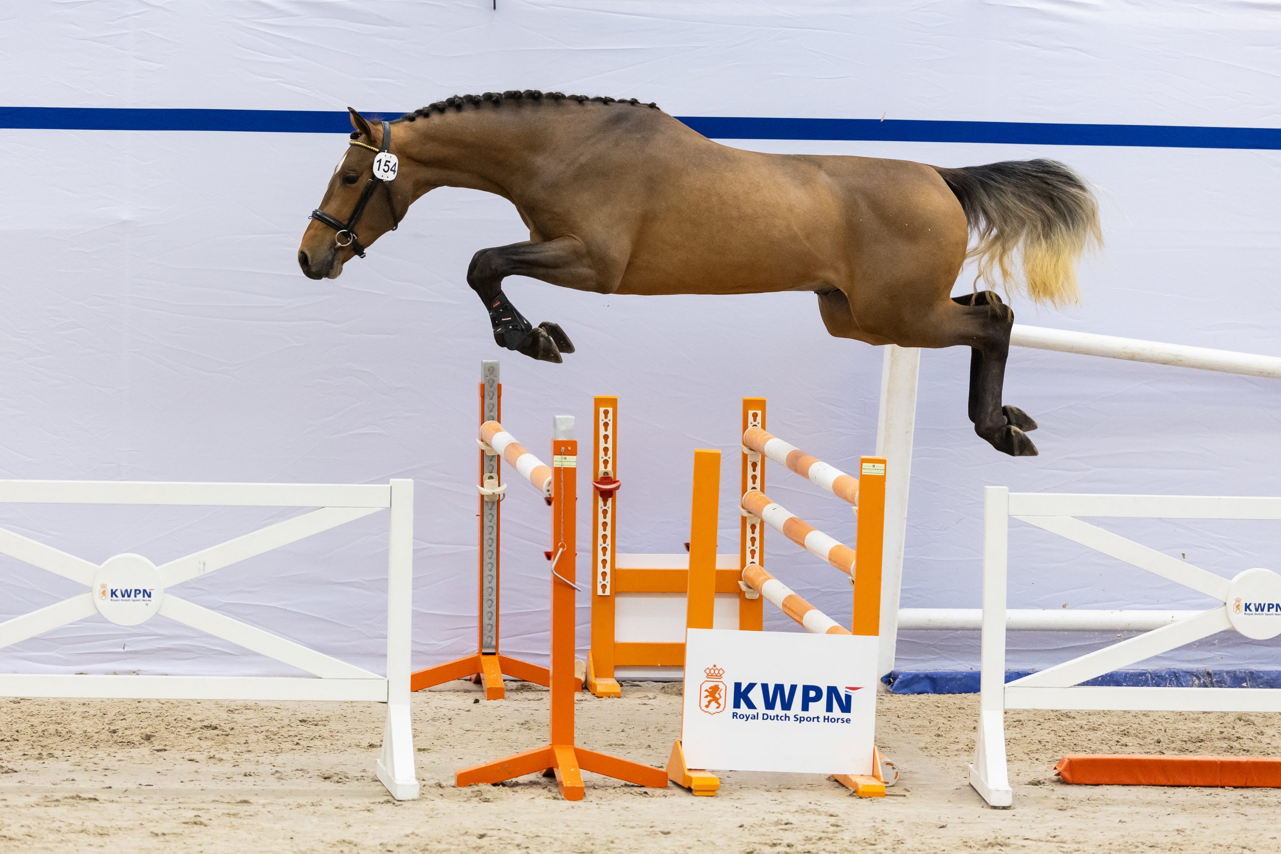 Sidd - Kylemore Stud - Stallions, Embryo Transfer, Tyson Stallion